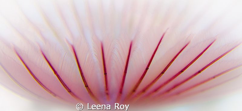 Feather duster worm by Leena Roy 