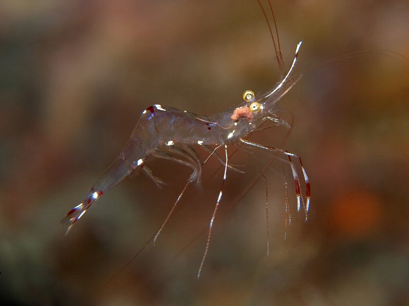 Cleaner shrimp. Tulamben, Bali by Doug Anderson 