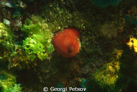 A slipping actinia at the shallow reef. In the night it o... by Georgi Petsov 