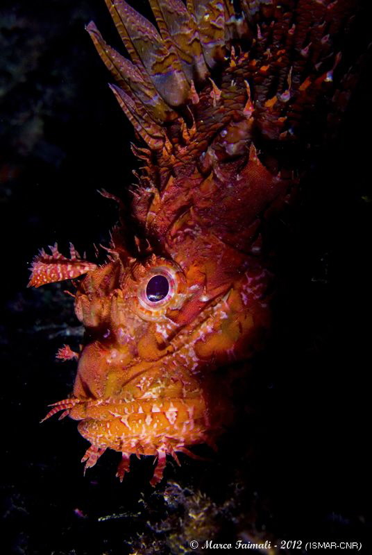 Mediterranean scorpionfish portrait (Scorpaena scrofa) by Marco Faimali (ismar-Cnr) 