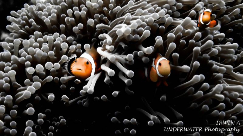 Clownfish
Canon Powershot S100 
Fisheye Fix S100 Housin... by Irwin Ang 