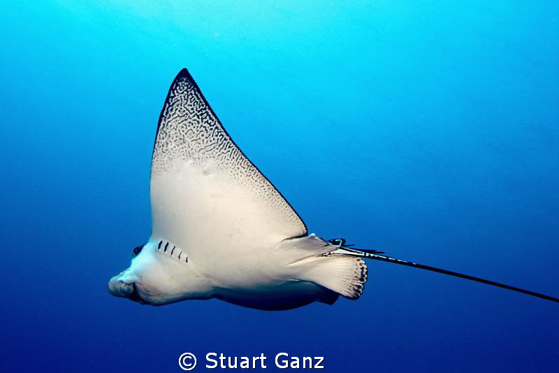 Spotted Eagle ray swimming past me. by Stuart Ganz 