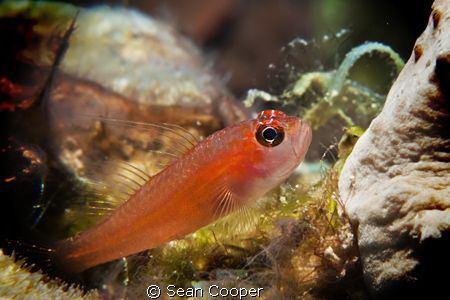 Pygmy goby. by Sean Cooper 