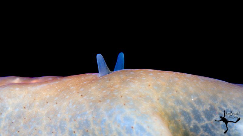 Different view of a flatworm ;-) by Rico Besserdich 