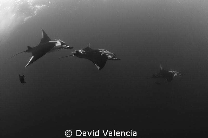 Giant Pacific mantas chasing one another during a courtsh... by David Valencia 