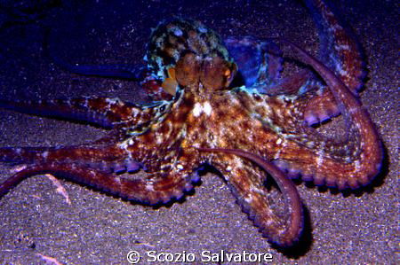 octopus by Scozio Salvatore 