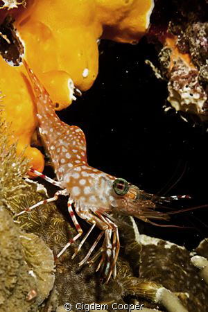 Dancing shrimp.Canon G10 with Ikelite Housing, Ikelite DS... by Cigdem Cooper 