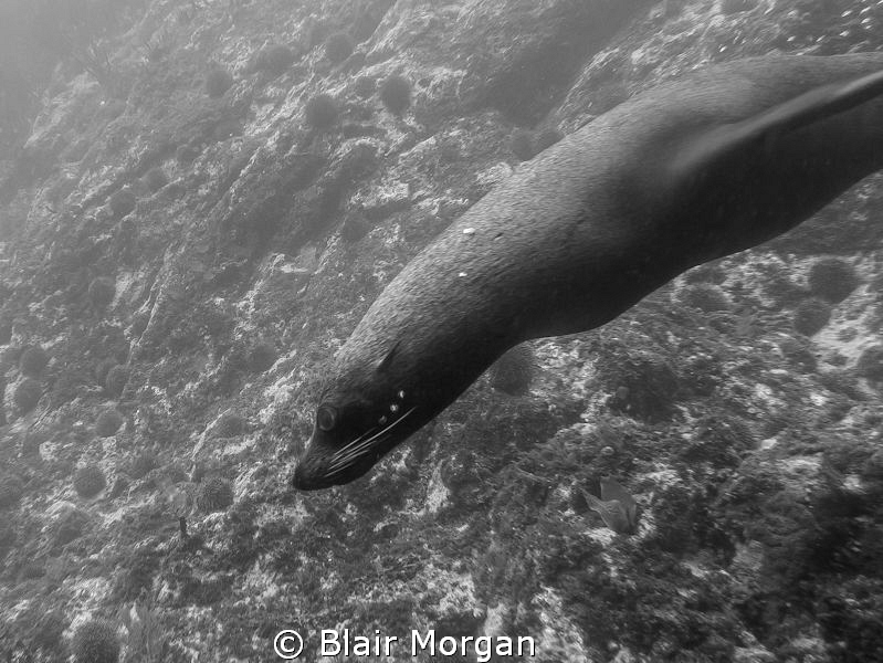 Seal - Bay of Islands, New Zealand by Blair Morgan 
