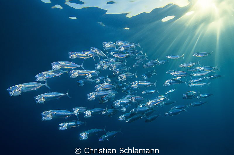 Big mouth makerels hunting in the makady bay. by Christian Schlamann 