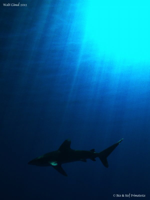 Longimanus shark. by Stéphane Primatesta 