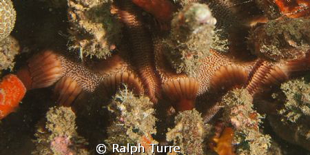 Close-up showing texture of rough-spined urchin. by Ralph Turre 