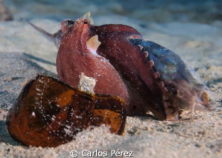 "When size matters" III Another Hunger Baby Octopus tryin... by Carlos Pérez 