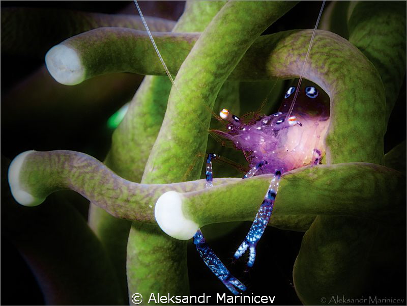 Glass anemone shrimp by Aleksandr Marinicev 