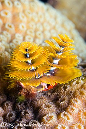 There is something about this christmas tree worm portrai... by Michael Shope 