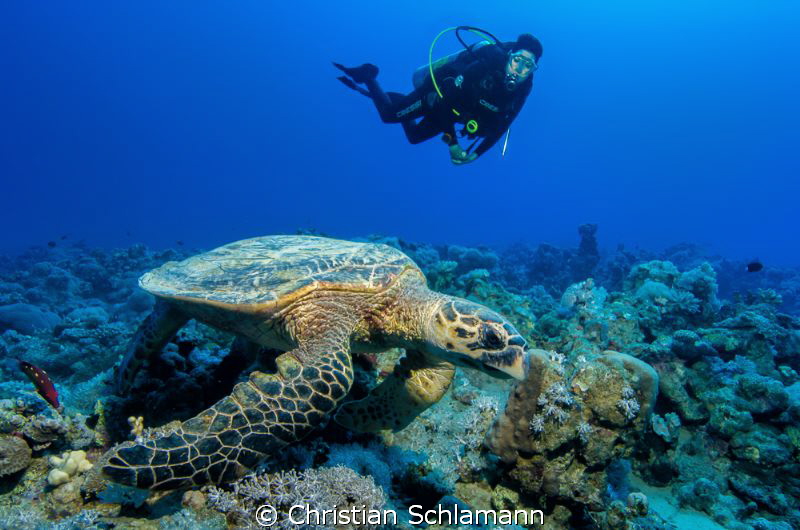 a turtle and a diver in the red sea by Christian Schlamann 