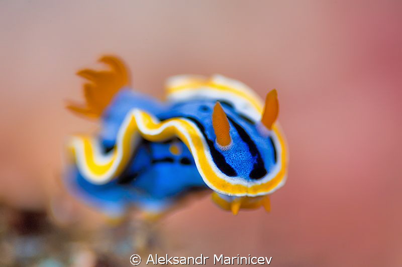 Sea Slug Nudibranchia by Aleksandr Marinicev 