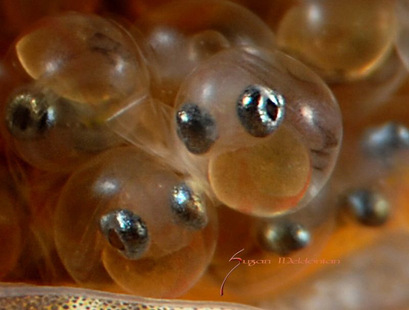 Dusky Jawfish eggs as close as possible. by Suzan Meldonian 