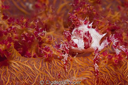 Soft coral crab. by Cigdem Cooper 