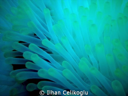 NEON ARMS..!
Night shot of an anemon by Ilhan Celikoglu 