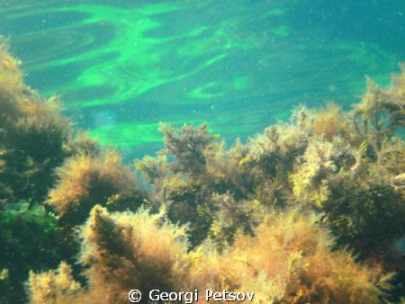 Underwater reflection
These plants - cistozira and algae... by Georgi Petsov 