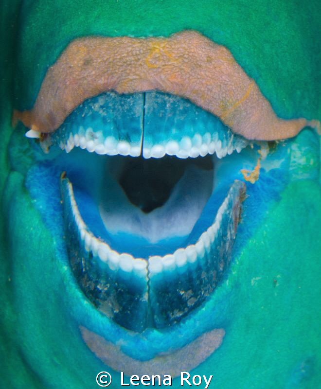 The Soprano!
parrot fish by Leena Roy 