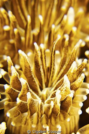 Detail of hard coral. Canon G10 with Ikelite Housing, Ike... by Cigdem Cooper 