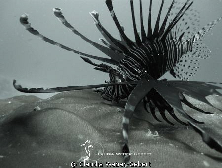 Lionfish attack ...B&W by Claudia Weber-Gebert 