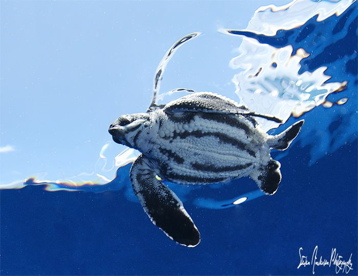 Baby Leatherback Sea Turtle released to the sea, it's a  ... by Steven Anderson 