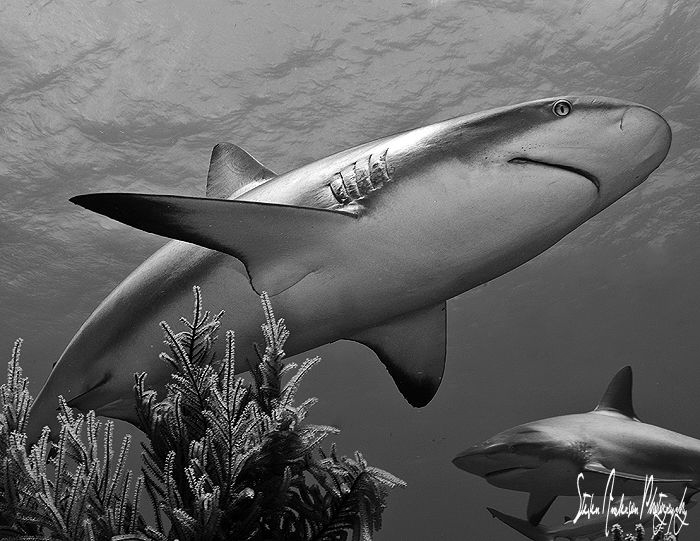 Reef Sharks with character are always fun to photograph w... by Steven Anderson 