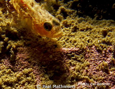 Two-spotted Goby (Gobiusculus flavescens) by Paal Mathiesen 