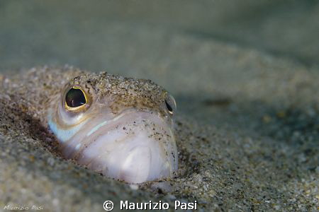 Weeverfish
Olympus E-PL2 - 45mm macro - 2 YS-D1
ISO 200... by Maurizio Pasi 