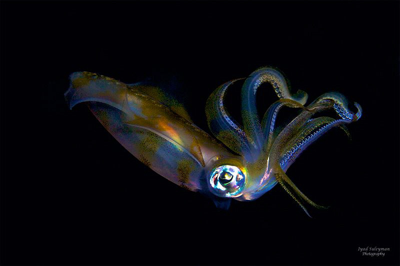 squid by Iyad Suleyman 