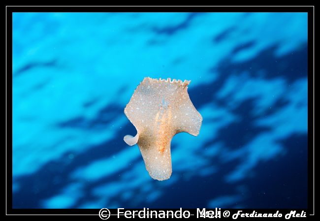 Swimming worm by Ferdinando Meli 