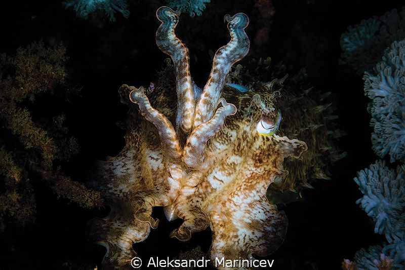 Cuttlefish by Aleksandr Marinicev 