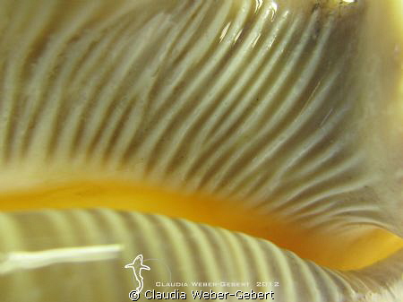 have a look inside....
macro of a conch by Claudia Weber-Gebert 