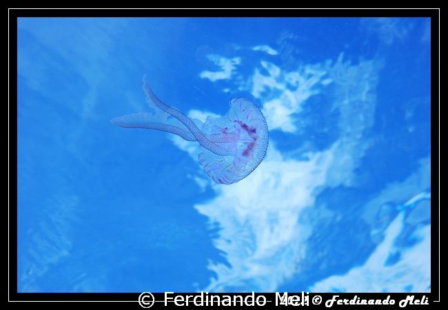 Jellyfish's flight by Ferdinando Meli 