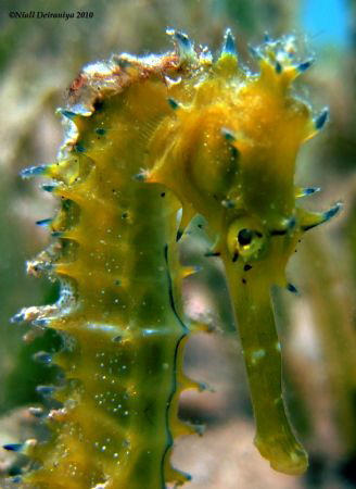 Very shy sea horse posing for the lens but would not make... by Niall Deiraniya 