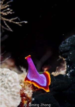 beautiful nudibranch by Qiming Zhong 