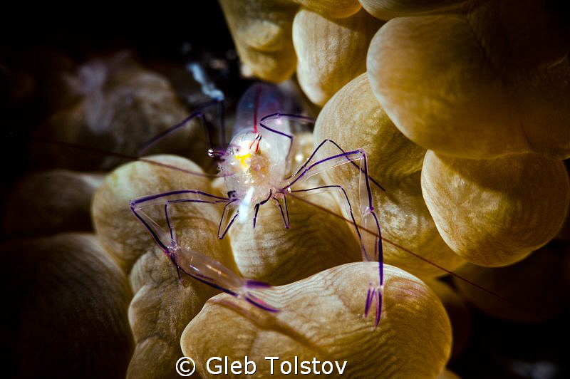 Bubble coral shrimp by Gleb Tolstov 