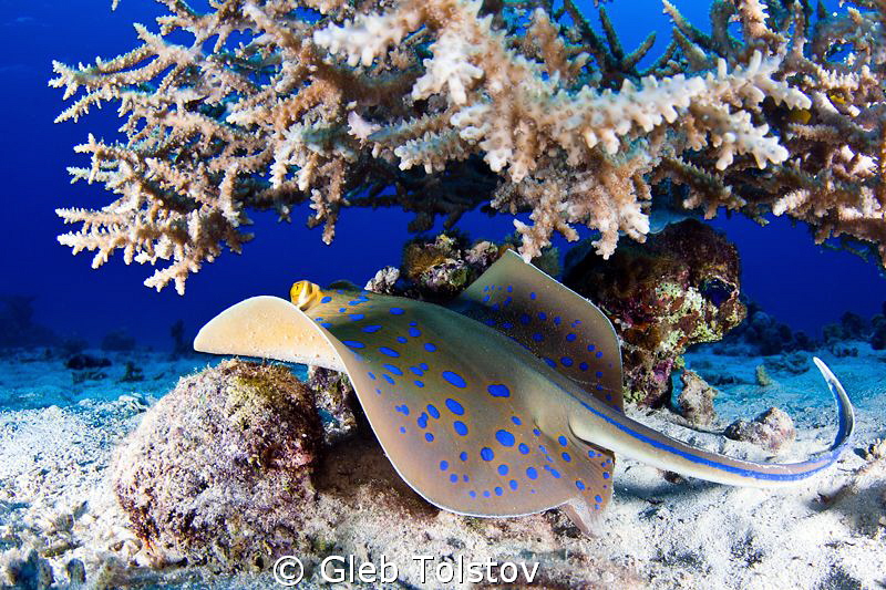 Blue spotted ray by Gleb Tolstov 