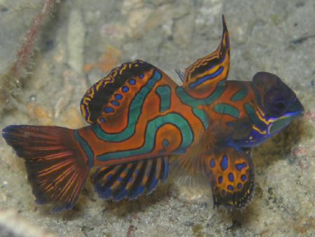 The rare little Mandarin Fish, taken at Milne Bay, PNG Se... by Lisa Riley 