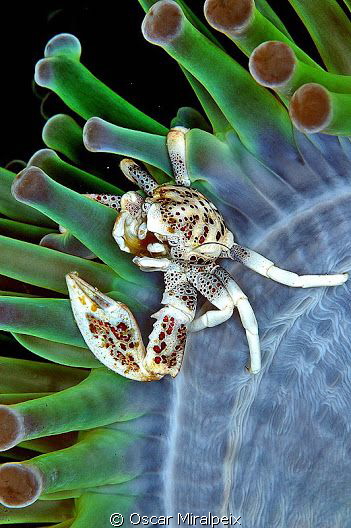 Porcelain crab by Oscar Miralpeix 
