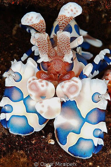 Arlequin shrimp. 
When I saw one of this shrimps for fir... by Oscar Miralpeix 