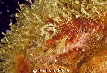 The face of a shaggy sponge crab by Peet Van Eeden 