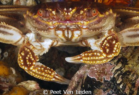 Cape Rock Crab by Peet Van Eeden 