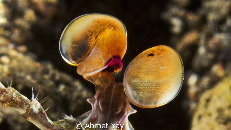 Eyes of mantis shrimp.
600 D + 60 mm macro + YS-D1 x 2 f... by Ahmet Yay 