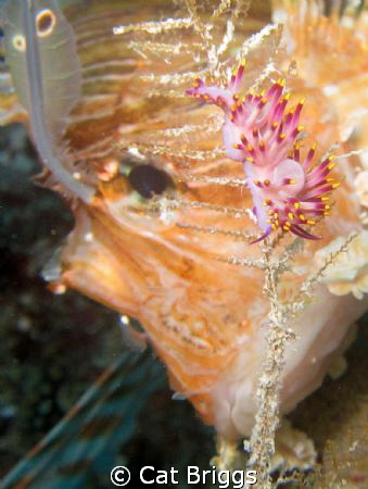 lovely flabellina being eyed by a lion
taken on the wrec... by Cat Briggs 