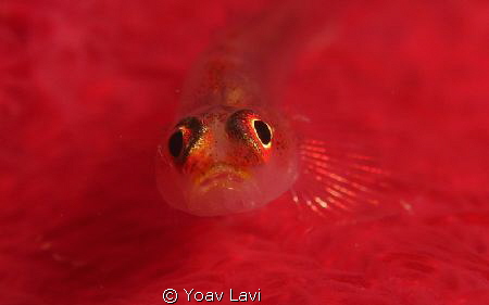 Goby on a soft coral
Canon S100 with Epoque diopter by Yoav Lavi 