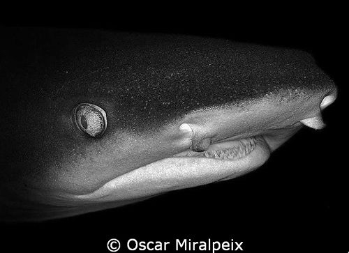 Whitetip reef shark portrait by Oscar Miralpeix 