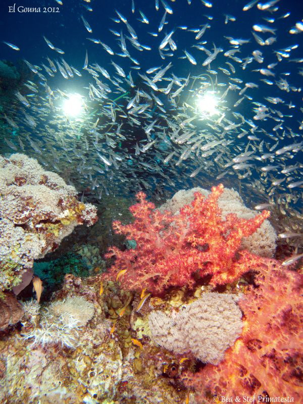 Colourful Red Sea. by Stéphane Primatesta 